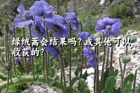 绿绒蒿会结果吗？或其他可以收获的？