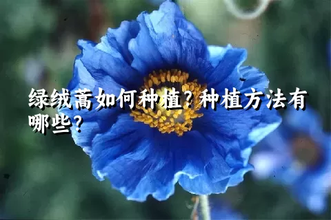 绿绒蒿如何种植？种植方法有哪些？