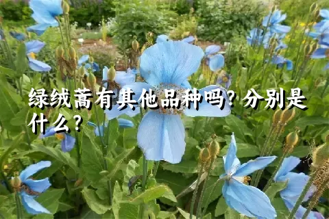 绿绒蒿有其他品种吗？分别是什么？