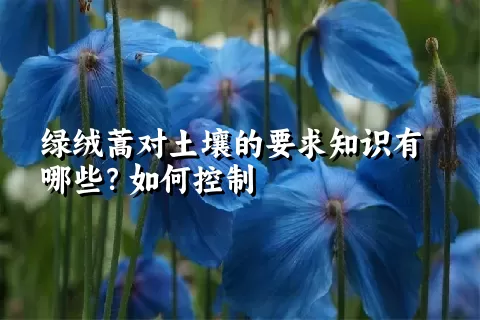 绿绒蒿对土壤的要求知识有哪些？如何控制