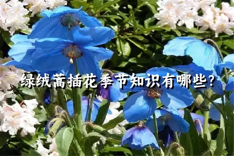 绿绒蒿插花季节知识有哪些？