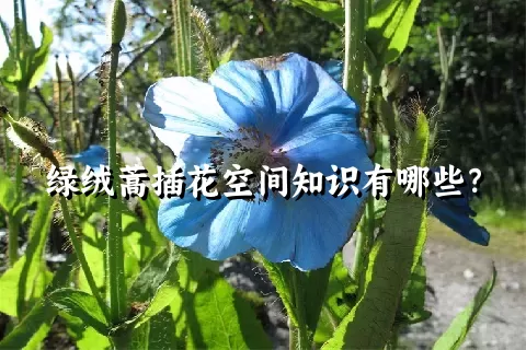 绿绒蒿插花空间知识有哪些？