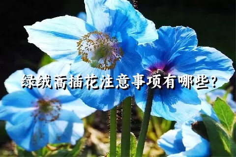 绿绒蒿插花注意事项有哪些？