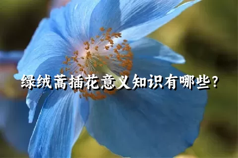 绿绒蒿插花意义知识有哪些？