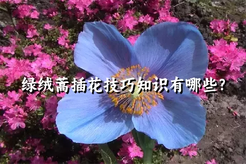 绿绒蒿插花技巧知识有哪些？