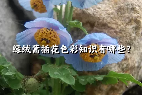 绿绒蒿插花色彩知识有哪些？