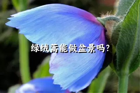 绿绒蒿能做盆景吗？