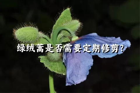 绿绒蒿是否需要定期修剪？