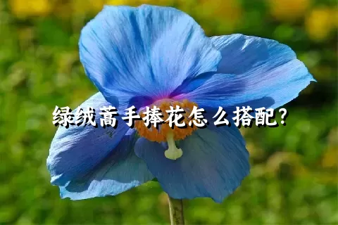 绿绒蒿手捧花怎么搭配？