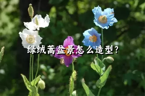 绿绒蒿盆景怎么造型？