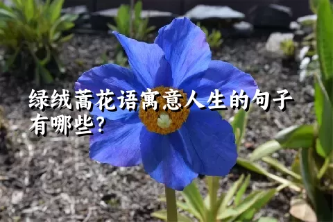 绿绒蒿花语寓意人生的句子有哪些？