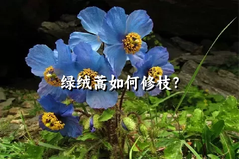 绿绒蒿如何修枝？