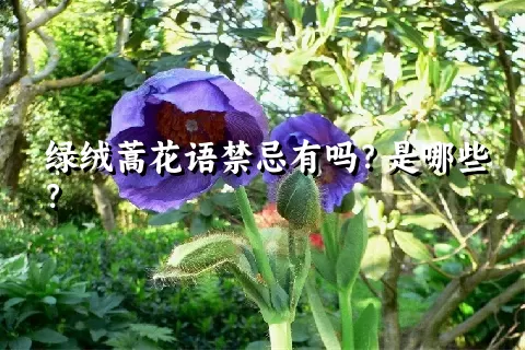 绿绒蒿花语禁忌有吗？是哪些？