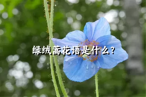 绿绒蒿花语是什么？