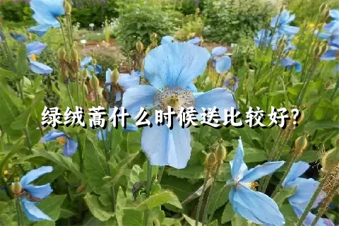 绿绒蒿什么时候送比较好？