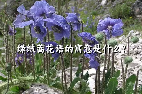 绿绒蒿花语的寓意是什么？