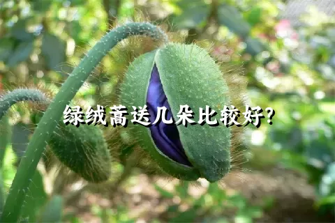 绿绒蒿送几朵比较好？