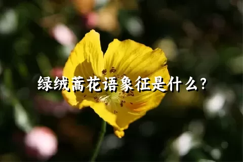 绿绒蒿花语象征是什么？