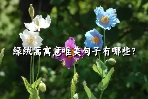 绿绒蒿寓意唯美句子有哪些？