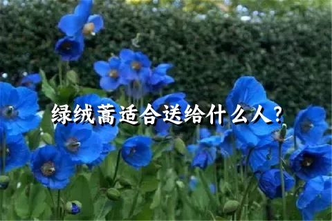 绿绒蒿适合送给什么人？