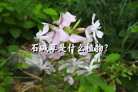 石碱草是什么植物？