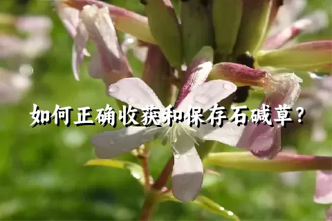 如何正确收获和保存石碱草？