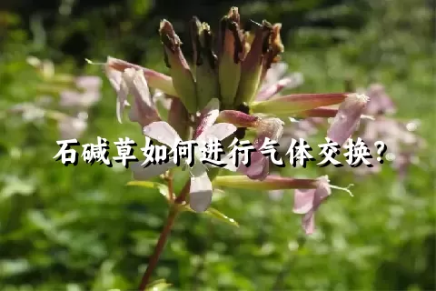 石碱草如何进行气体交换？