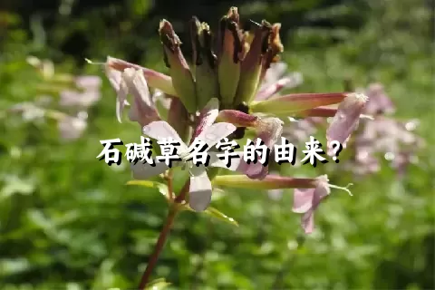 石碱草名字的由来？