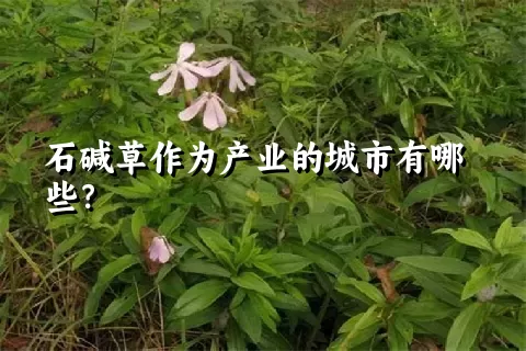 石碱草作为产业的城市有哪些？