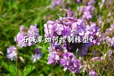 石碱草如何控制株型？