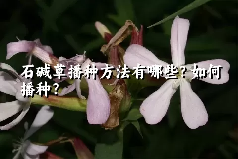 石碱草播种方法有哪些？如何播种？