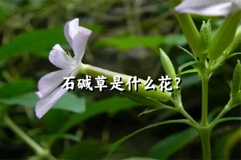 石碱草是什么花？