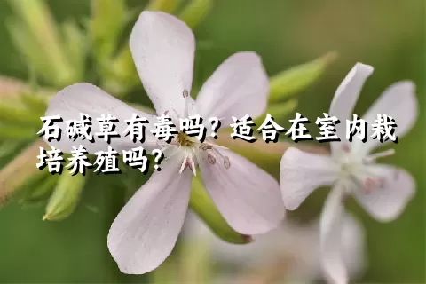 石碱草有毒吗？适合在室内栽培养殖吗？