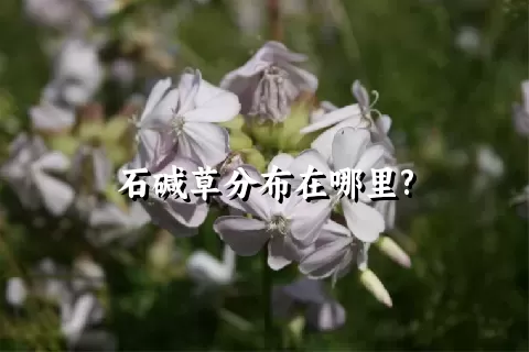 石碱草分布在哪里?