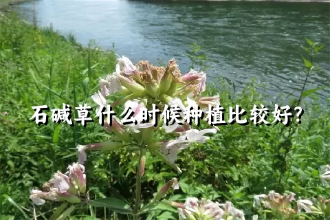 石碱草什么时候种植比较好？