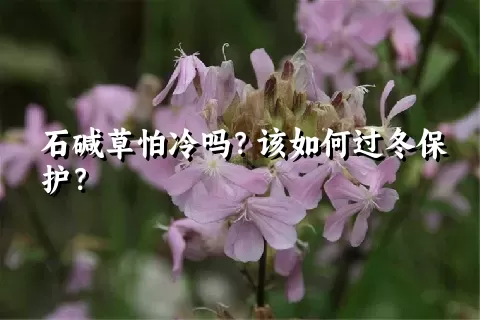 石碱草怕冷吗？该如何过冬保护？