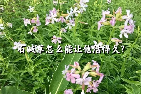 石碱草怎么能让他活得久？