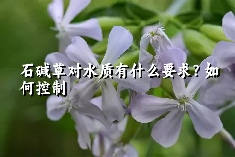 石碱草对水质有什么要求？如何控制