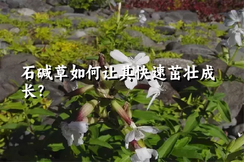 石碱草如何让其快速茁壮成长？