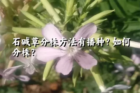 石碱草分株方法有播种？如何分株？