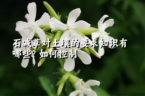 石碱草对土壤的要求知识有哪些？如何控制