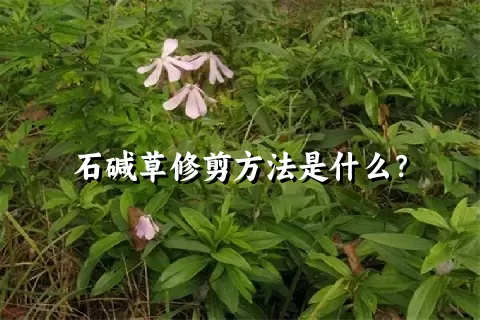 石碱草修剪方法是什么？