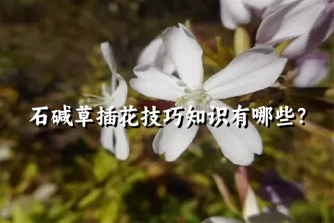 石碱草插花技巧知识有哪些？