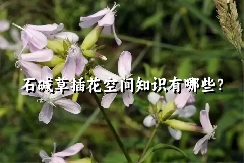 石碱草插花空间知识有哪些？