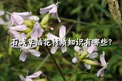 石碱草插花材质知识有哪些？