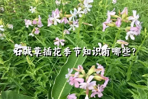 石碱草插花季节知识有哪些？