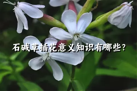 石碱草插花意义知识有哪些？