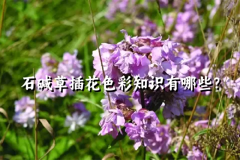 石碱草插花色彩知识有哪些？