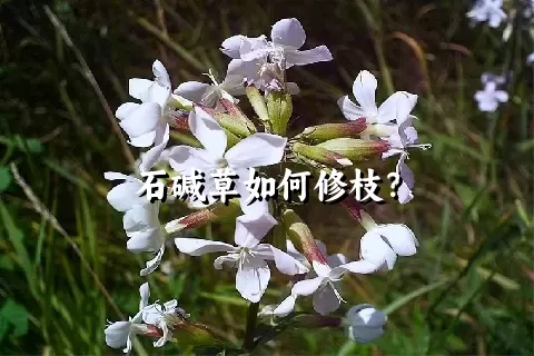 石碱草如何修枝？