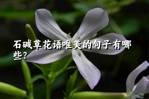 石碱草花语唯美的句子有哪些？